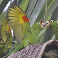 Crimson-fronted Parakeet
